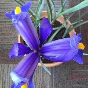 Meet your Posher, Suzanne